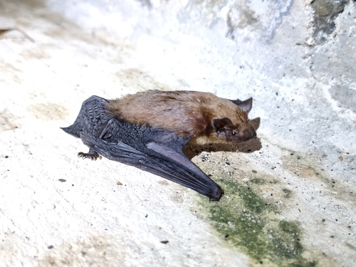 Malayan Greater Bamboo Bat (Tylonycteris malayana) — Data Deficient Mammalia