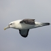 Tasmanian Shy Albatross - Photo (c) Jamie Smith-Morvell, all rights reserved, uploaded by Jamie Smith-Morvell