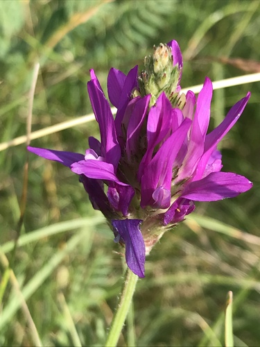 saintfoin milk vetch