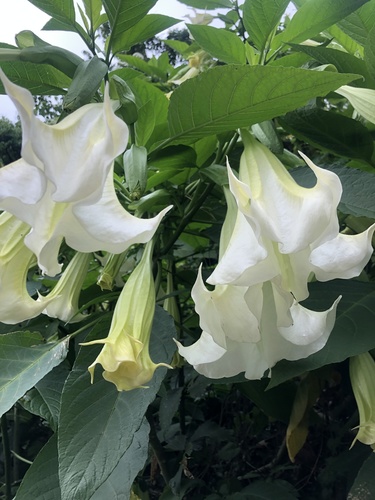 night bells