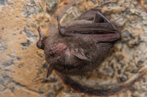 Horsfield's Bat (Myotis horsfieldii) — Least Concern Mammalia