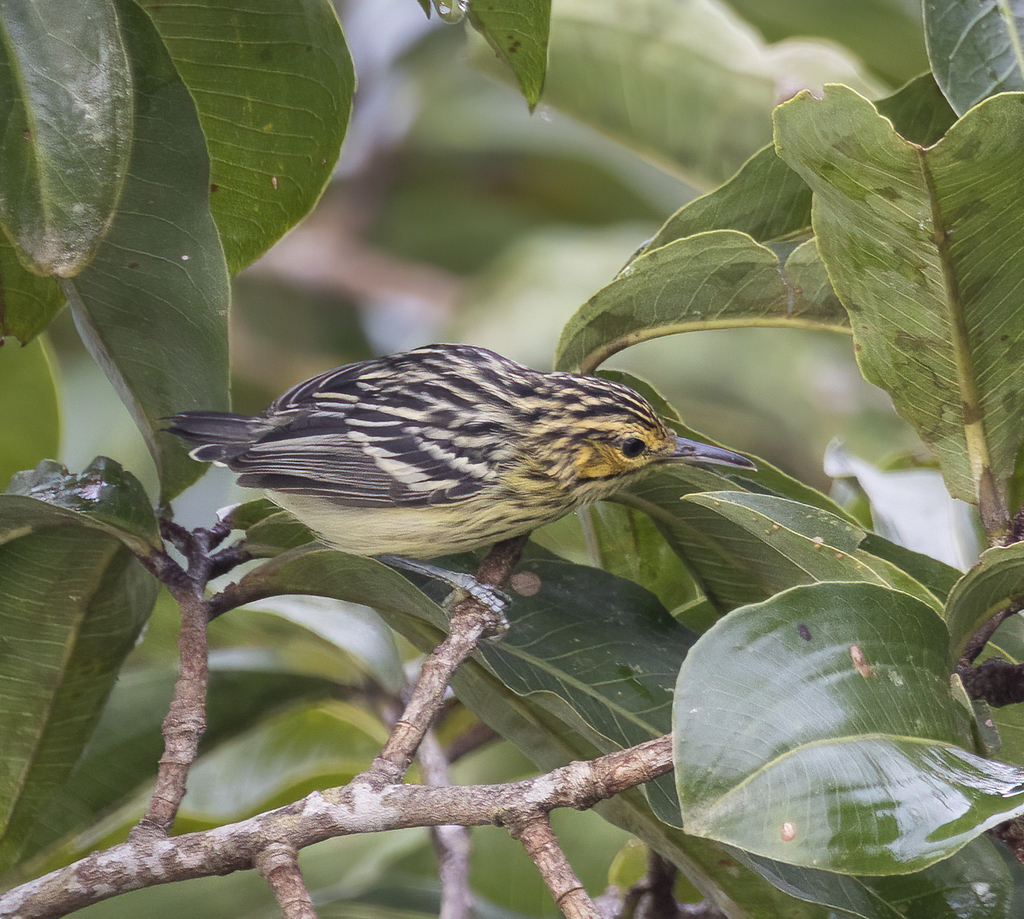 Sclater's Antwren (Myrmotherula sclateri) photo