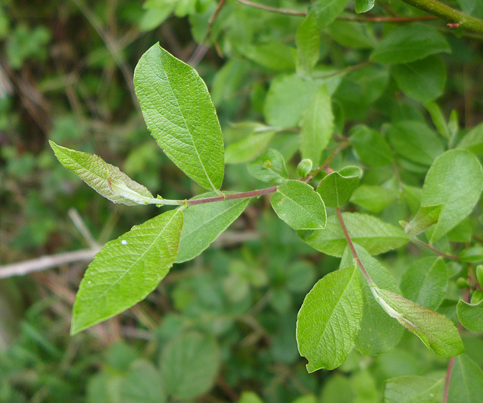 Salix atrocinerea