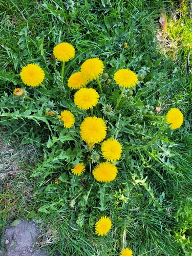 white-stalked dandelion (Taraxacum leucopodum)