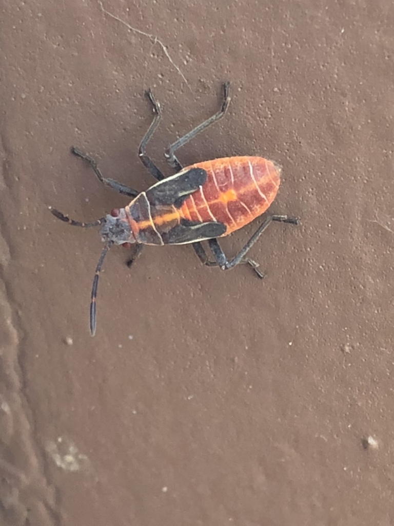Boxelder Bugs from Zion National Park, Springdale, UT, US on June 3 ...