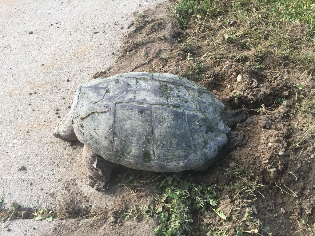 Common Snapping Turtle from 1–29 Temple West Cres, Ajax, ON, CA on June ...