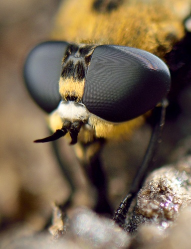 Hippo Fly