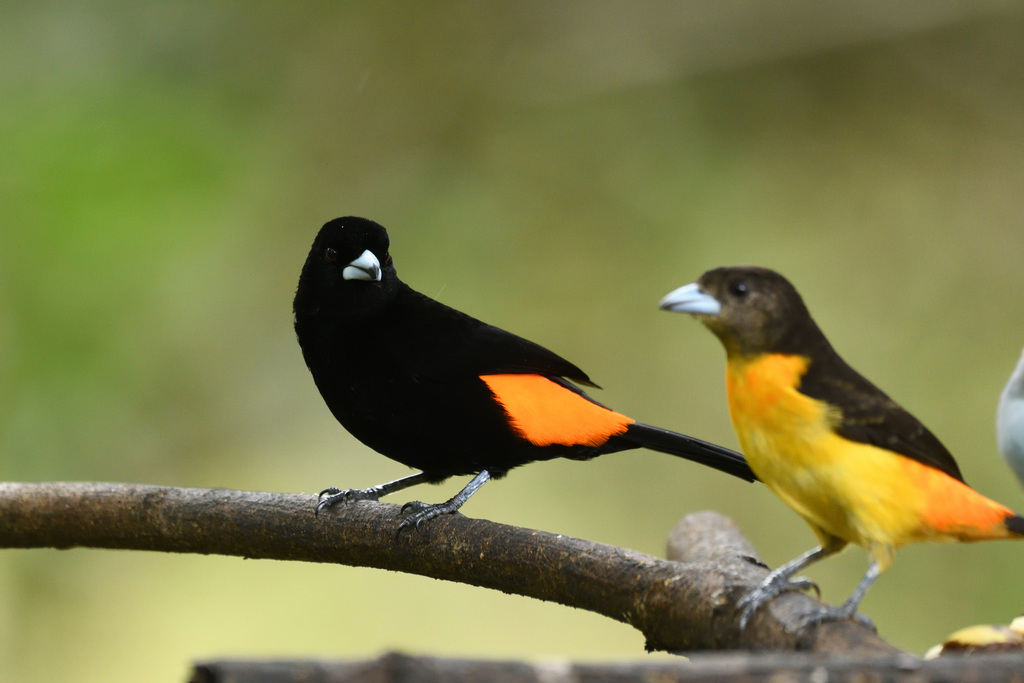 Flame-rumped Tanager photo