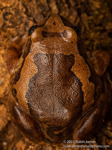 Bocage's Tree Frog
