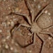 Six-eyed Sand Spiders - Photo (c) Laurent Hesemans, all rights reserved, uploaded by Laurent Hesemans