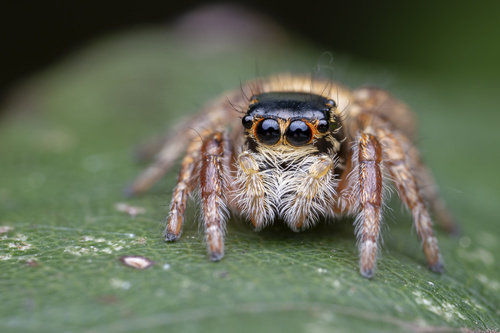 Carrhotus xanthogramma