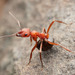 Eastern Mound Ant - Photo (c) Steven Wang, all rights reserved, uploaded by Steven Wang
