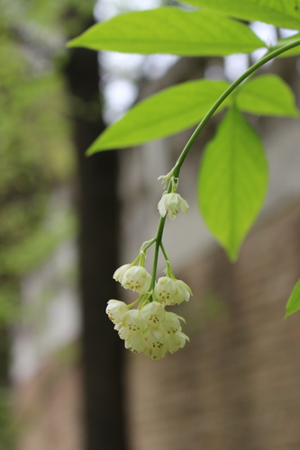 Himalayan bladder nut (Staphylea emodi)