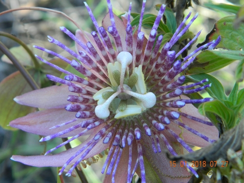 Passiflora laurifolia image