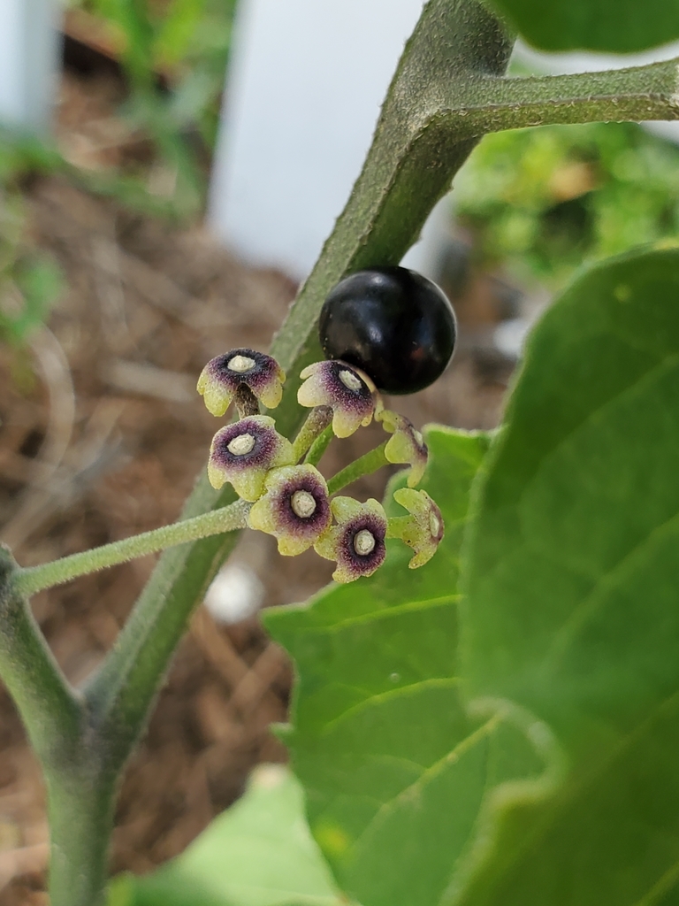 Maria-pretinha  Solanum americanum – Entre Plantas