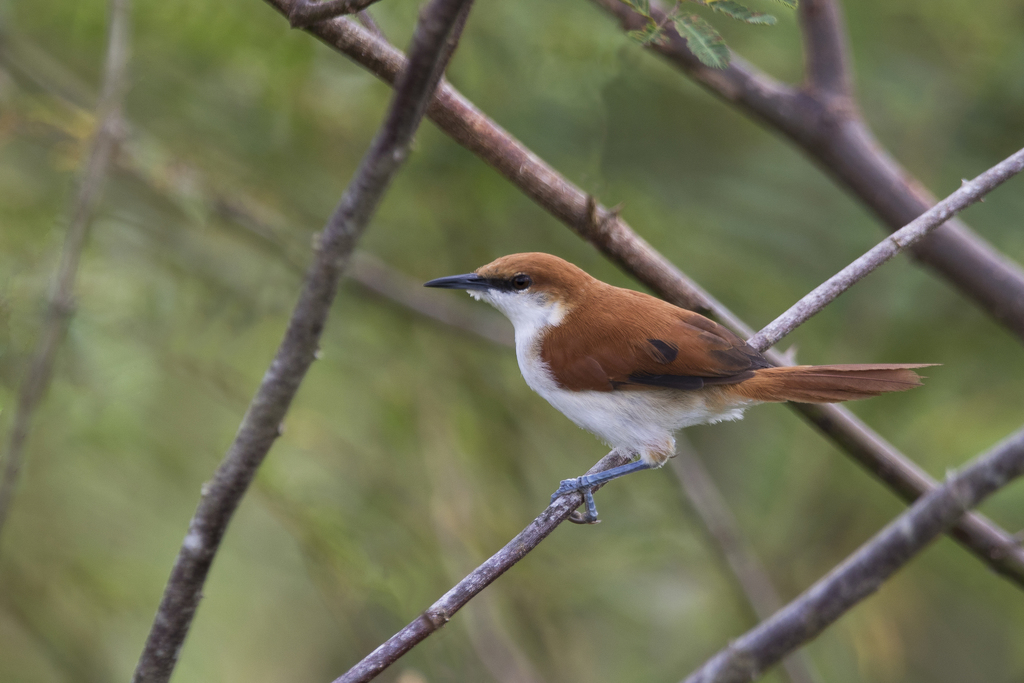 Red-and-white Spinetail photo