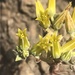 Dudleya verityi × lanceolata - Photo (c) bjlmt, כל הזכויות שמורות