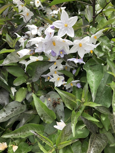 Solanum laxum image