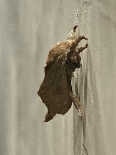 Acharia pauper