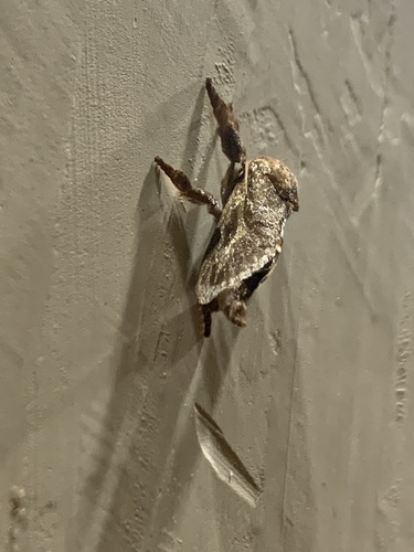 Acharia pauper