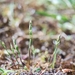 Early Hair Grass - Photo (c) Antoine Guilbaud, all rights reserved, uploaded by Antoine Guilbaud