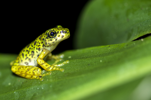 Porthole tree frog
