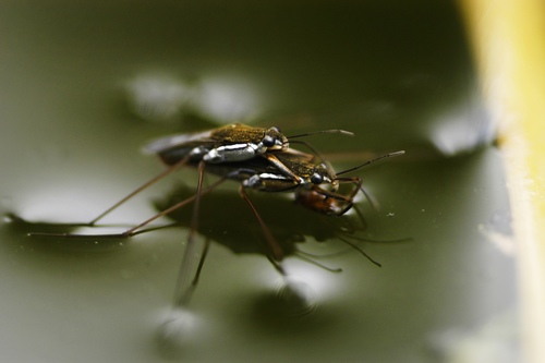 Gerris swakopensis Stål, 1858