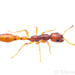 Old World Slender Ants - Photo (c) Steven Wang, all rights reserved, uploaded by Steven Wang