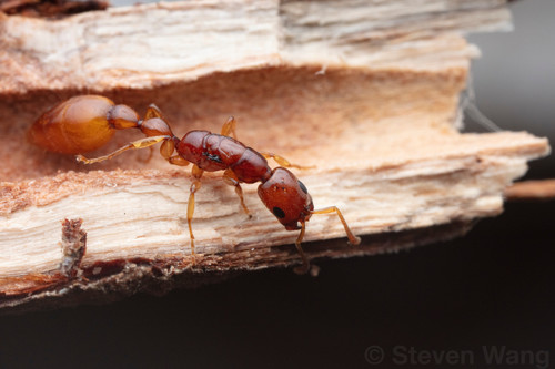 Tetraponera fictrixTetraponera fictrix