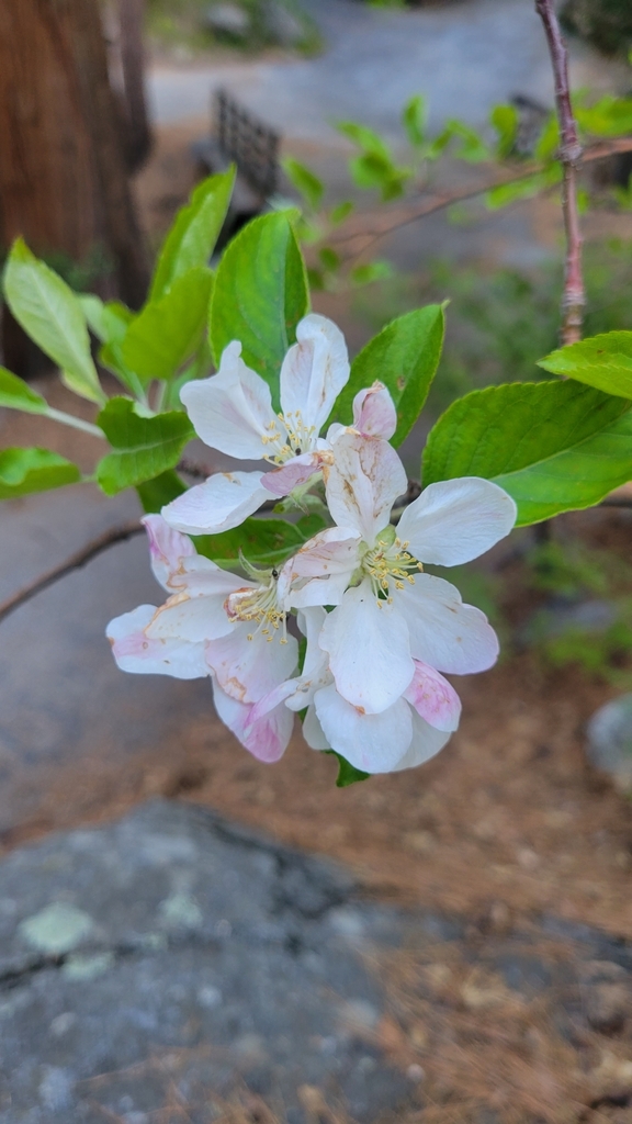 apple from Idyllwild-Pine Cove, CA, USA on April 28, 2022 at 07:38 AM ...