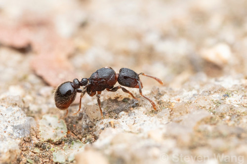 Tetramorium ranarum