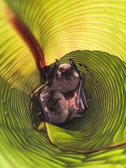 Thyroptera tricolor image