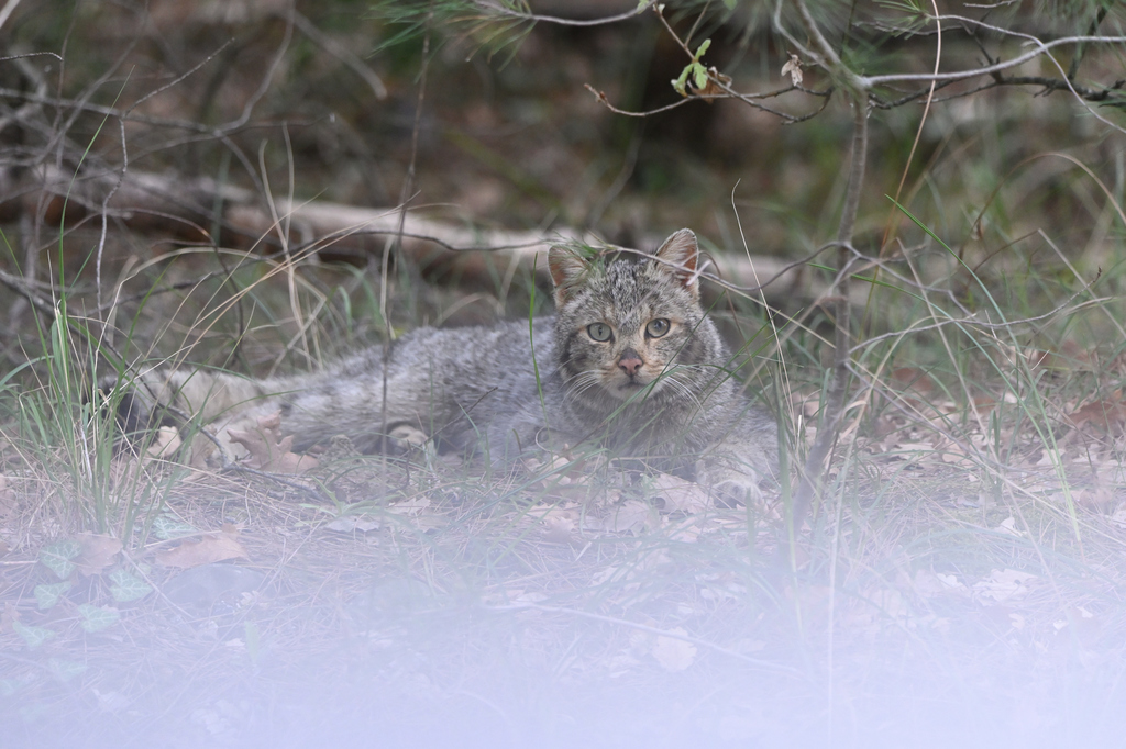 European Wildcat from East Macedonia and Thrace, Greece on April 16 ...
