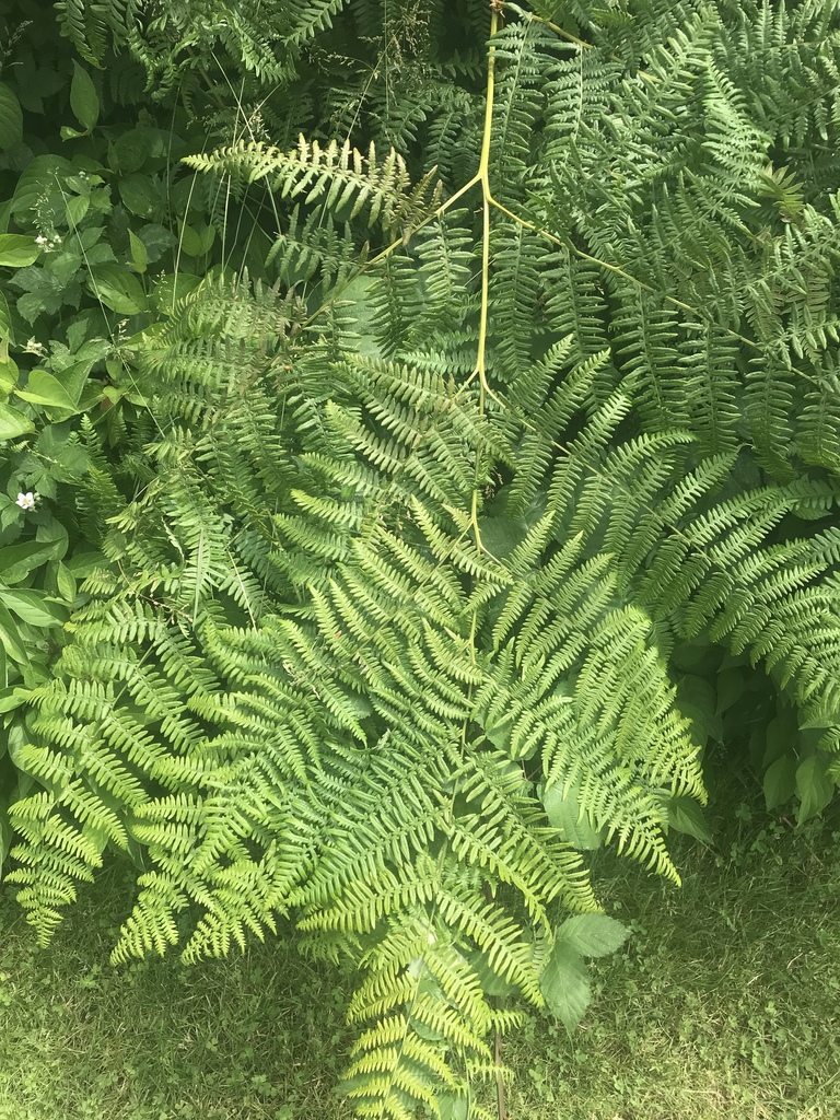 Common bracken from clackamas county us or us on june 04 2018 at 02 