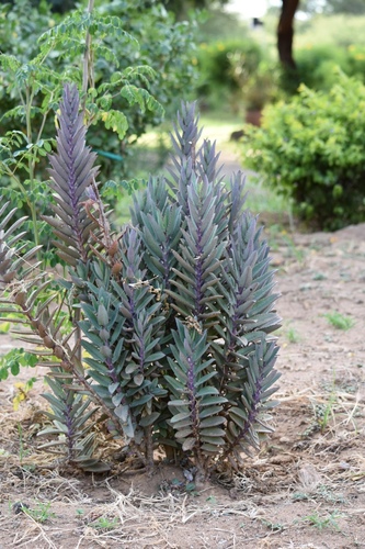 Kalanchoe perrieri