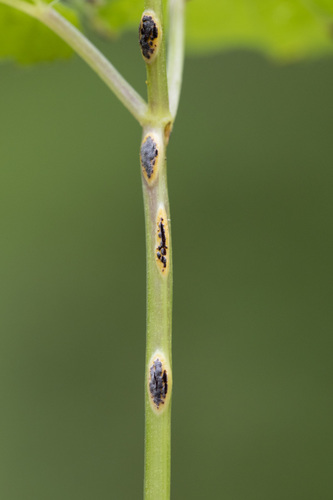 Puccinia aegopodii