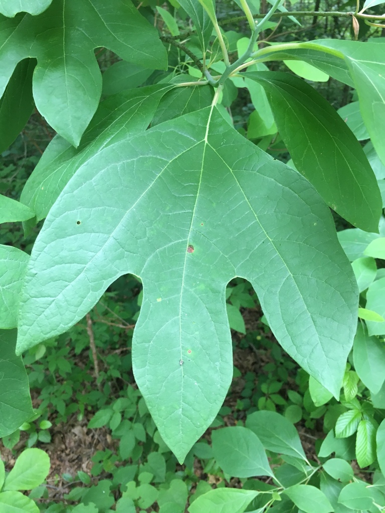 sassafras from Salem, IL 62881, Salem, IL, US on June 4, 2018 at 0547