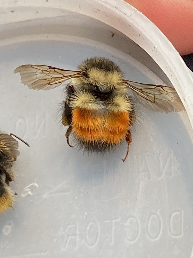 Black-tailed Bumble Bee (Yosemite National Park Bumble Bee Guide 🐝 ...