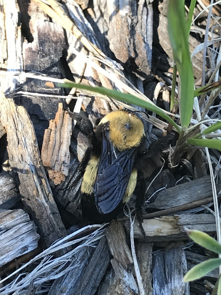 European Wool Carder Bee (NPS National Capital Region Bees and Wasps) ·  iNaturalist