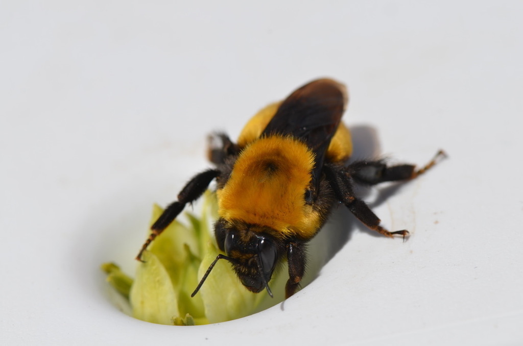 European Wool Carder Bee (NPS National Capital Region Bees and Wasps) ·  iNaturalist