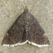 White-fringed Pyrausta Moth - Photo (c) David Beadle, all rights reserved, uploaded by David Beadle