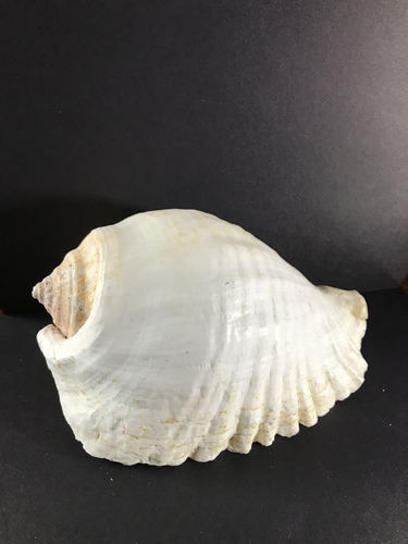 Eastern Pacific Giant Conch