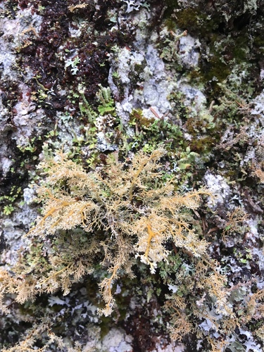 Globe Ball Lichen