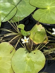 Nymphoides indica image