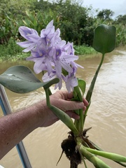 Eichhornia crassipes image