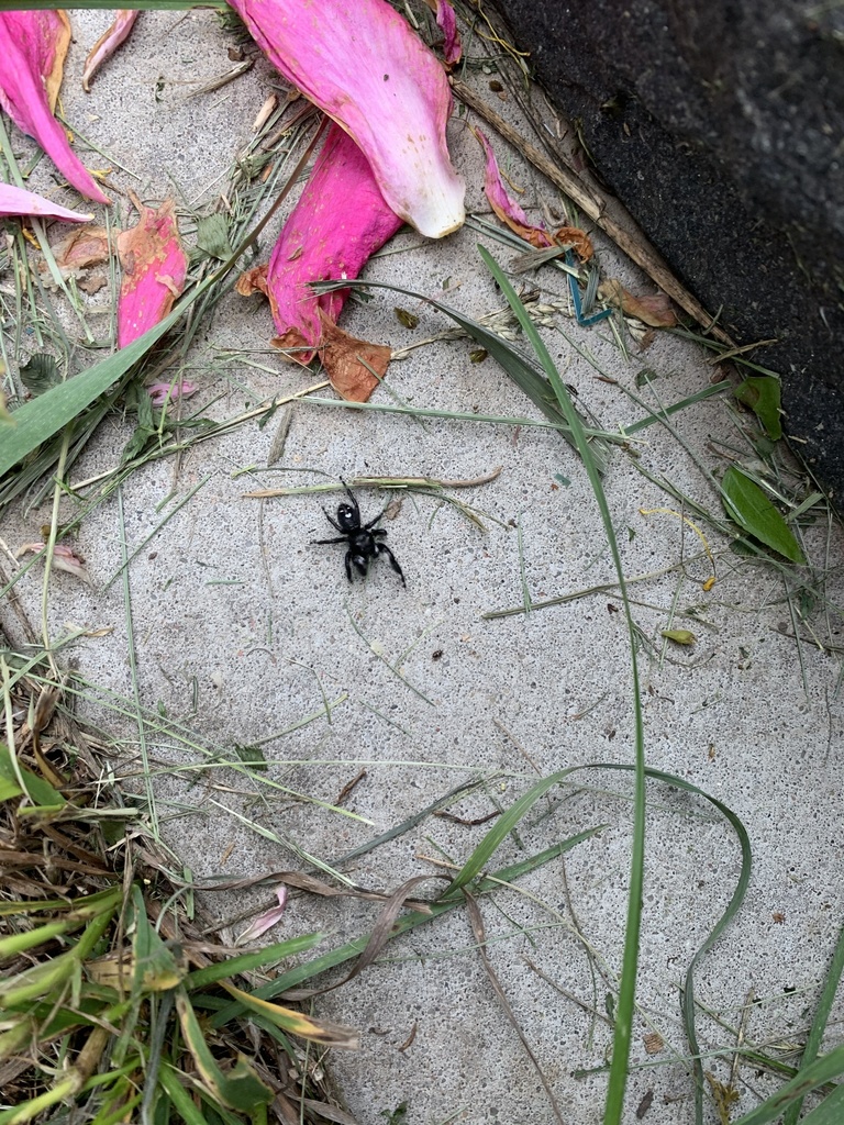 Bold Jumping Spider from King Rd, Linn, KS, US on May 28, 2021 at 1023