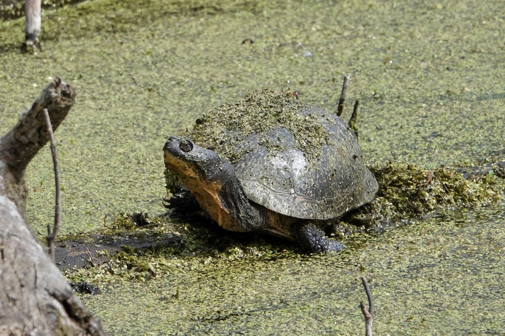 Blanding's Turtle in April 2022 by Russ Jones · iNaturalist