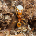 Pheidole pelor - Photo (c) Clarence Holmes, all rights reserved, uploaded by Clarence Holmes