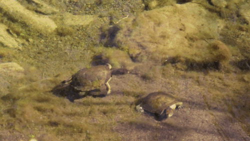 Northwestern Pond Turtle