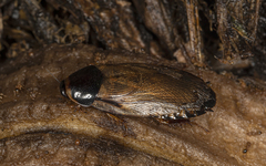 Pycnoscelus surinamensis image